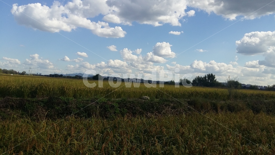 들판,구름,논,가을하늘,흰구름,자연,풍경,nature,landscape,weather,날씨,outdoors,옥외,cloud,cumulus,적운,sky,하늘,field,들,grassland,목초지