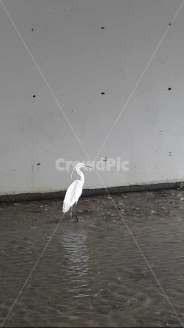 새,흰새,하천,개천,조류,동물,animal,조류,새,birds