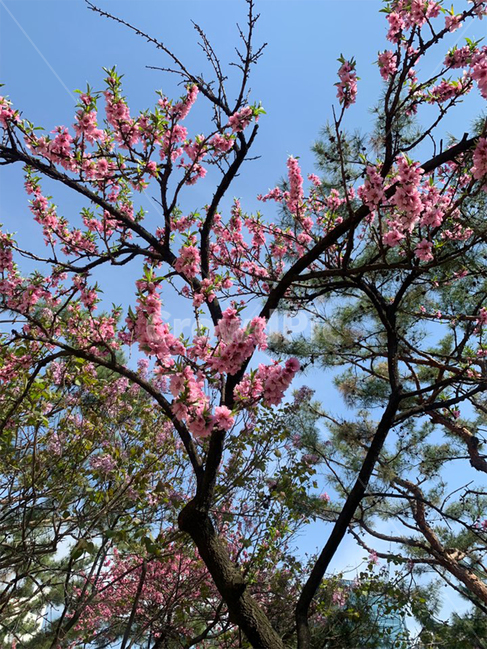 꽃,flower,나무,벚꽃,겹벚꽃,봄,파릇,핑크