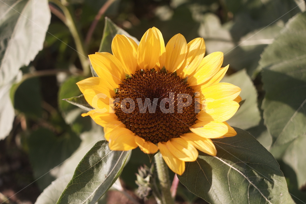 plant,식물,flower,꽃,해바라기,sunflower,한개,한송이,노랑색,식물,자연,plants,nature,꽃,flower