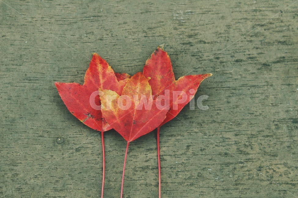 단풍,단풍길,가족단풍,빨간색,가을,가을,계절,fall,autumn,season,plant,식물,leaf,잎,tree,나무