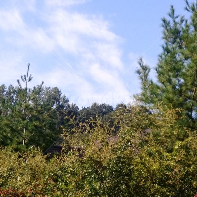 풍경,하늘,산,구름,나무,식물,자연,풍경,nature,landscape,tree,plant,fir,전나무