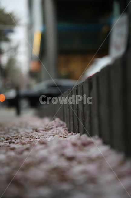 벚꽃,떨어진꽃잎,벚꽃잎,봄,식물,봄,계절,spring,season
