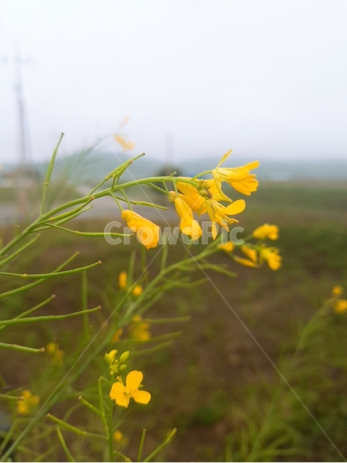 꽃,노란색,도로,시골,풀,flower,yellow,road