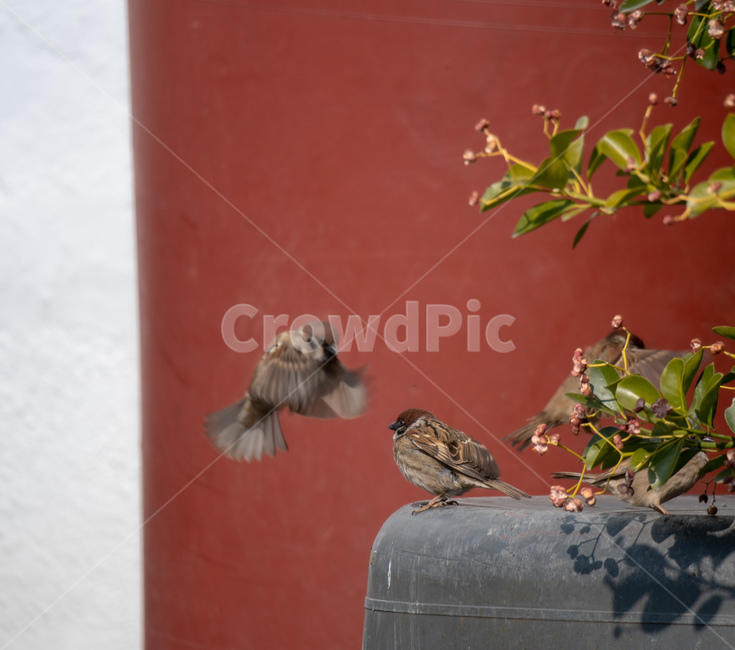 참새,조류,새,날아올라,친숙한,친근한,동물,animal,조류,새,birds