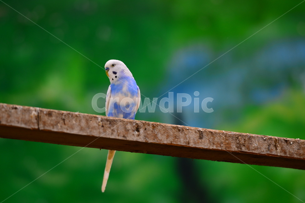 bird, 새, animal, 동물, parakeet, 사진,이미지,일러스트,캘리그라피 - 하늬바람작가