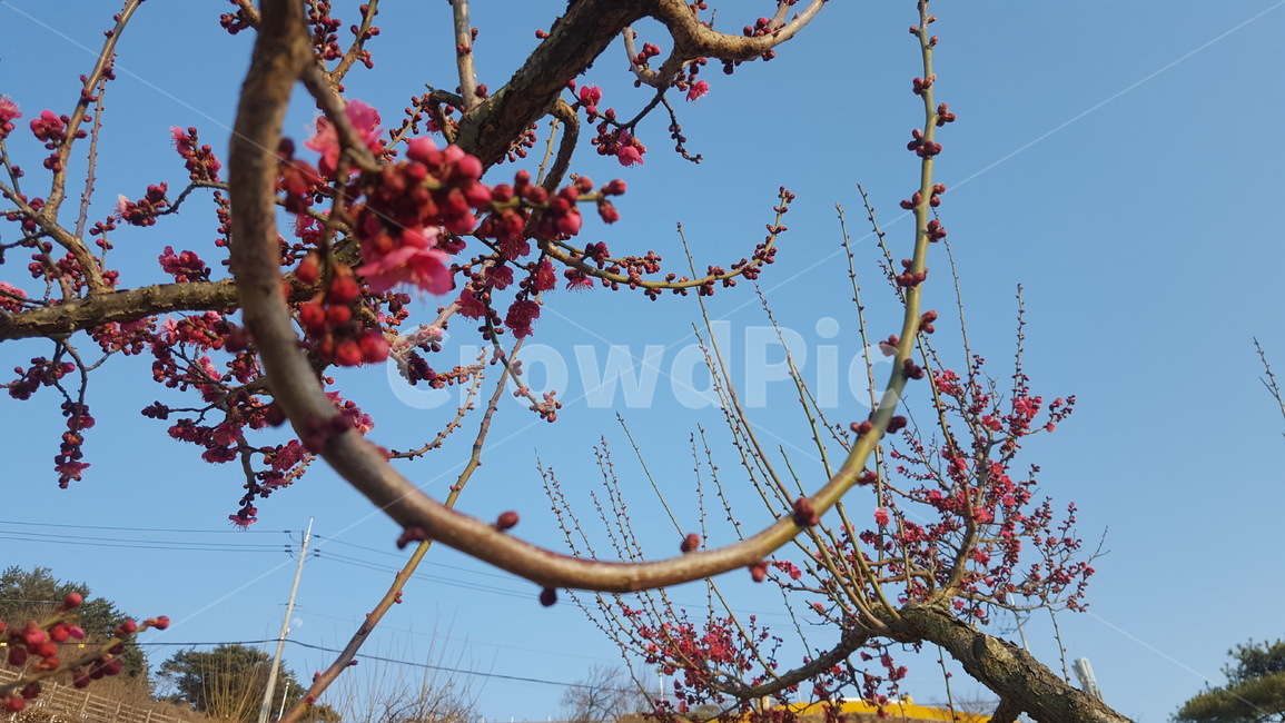 봄,홍매화,봄소식,꽃,파란하늘,식물,자연,plants,nature,꽃,flower
