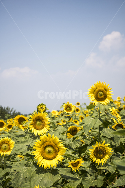 해바라기,식물,꽃,여름꽃,배경,풍경,자연,환경,꽃봉오리,잎,꽃잎,꽃밭,접사,근접,여름,야외,파란하늘,맑은하늘,식물,자연,plants,nature,꽃,flower