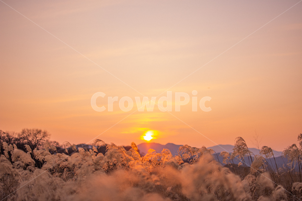 갈대,노을,sunset,해질녘,가을,황혼,nature,붉은하늘,일몰,dawn,가을,계절,fall,autumn,season,자연,풍경,nature,landscape
