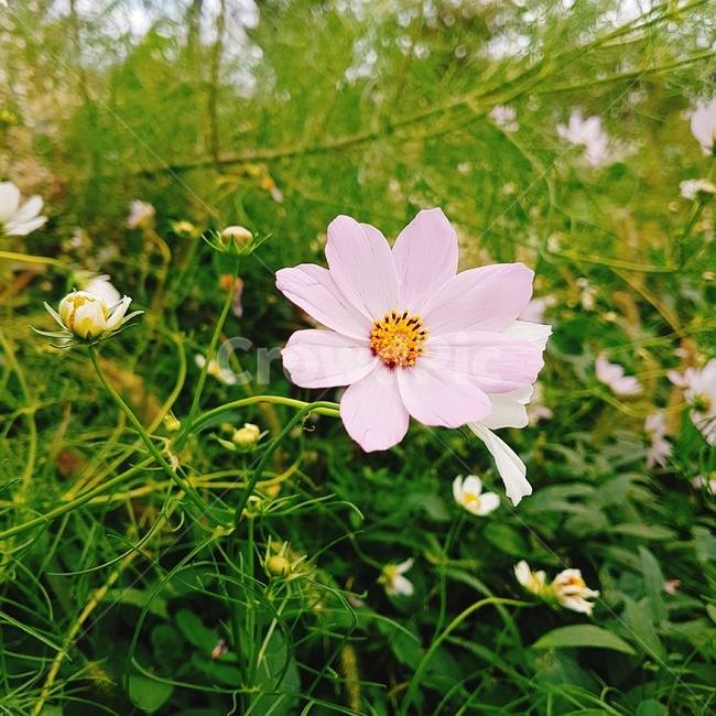 꽃,코스모스,flower,cosmos,한송이,분홍색꽃,pinkflower