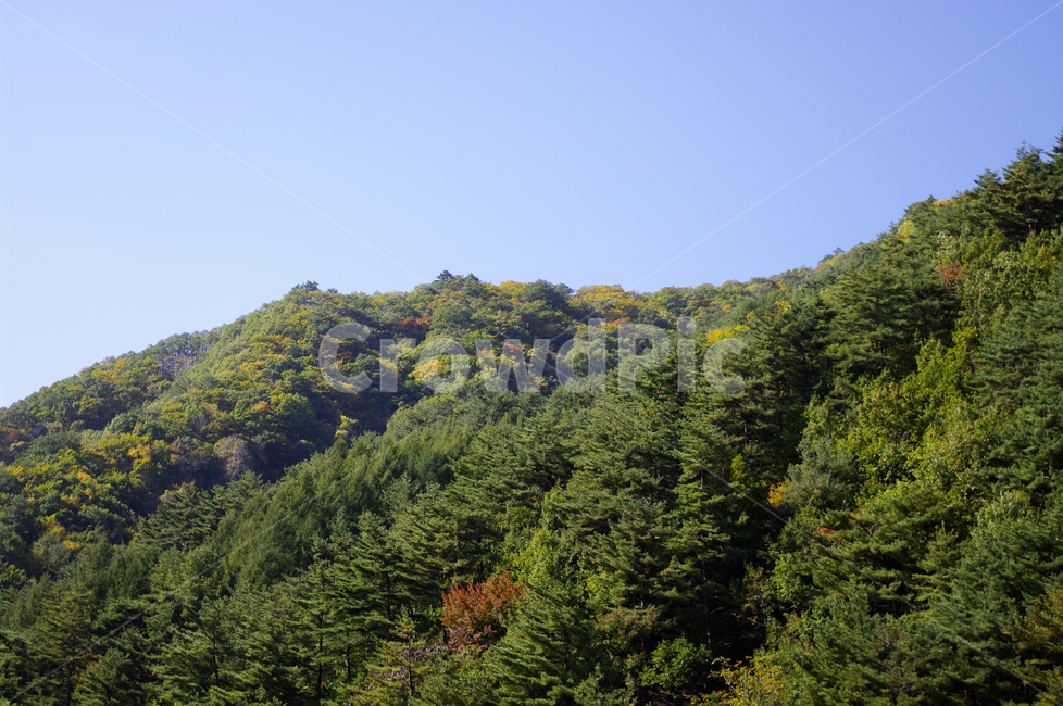 하늘,산,숲,나무,풍경,자연,풍경,nature,landscape,tree,plant,식물,fir,전나무