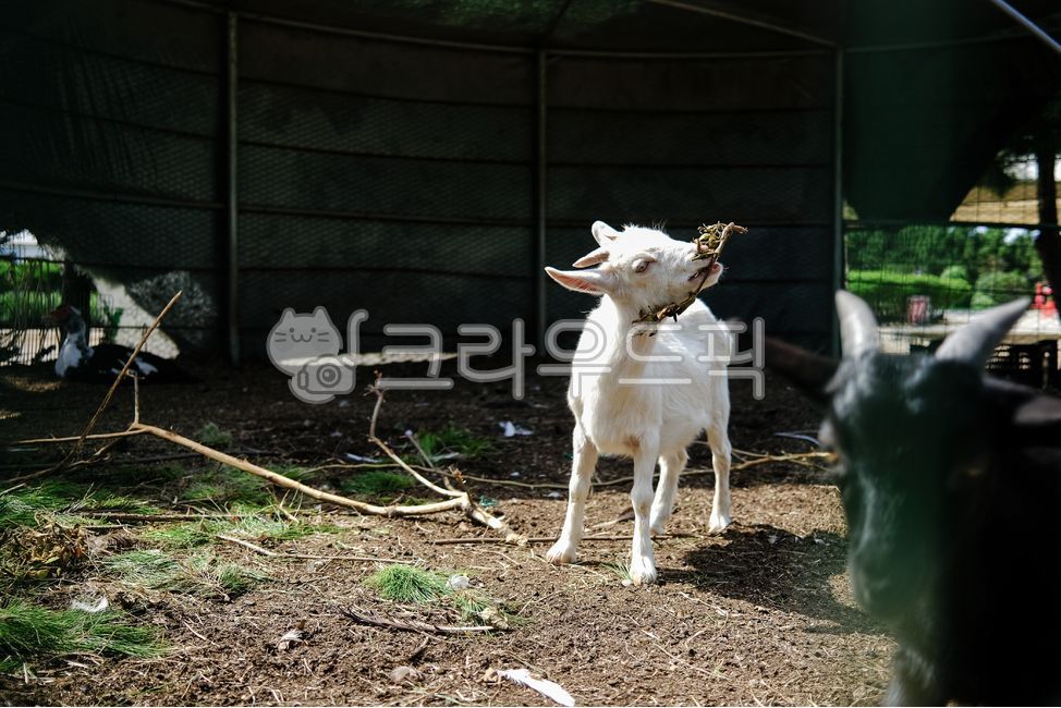 livestock, 가축, animal, 동물, 염소, 사진,이미지,일러스트,캘리그라피 - headong작가