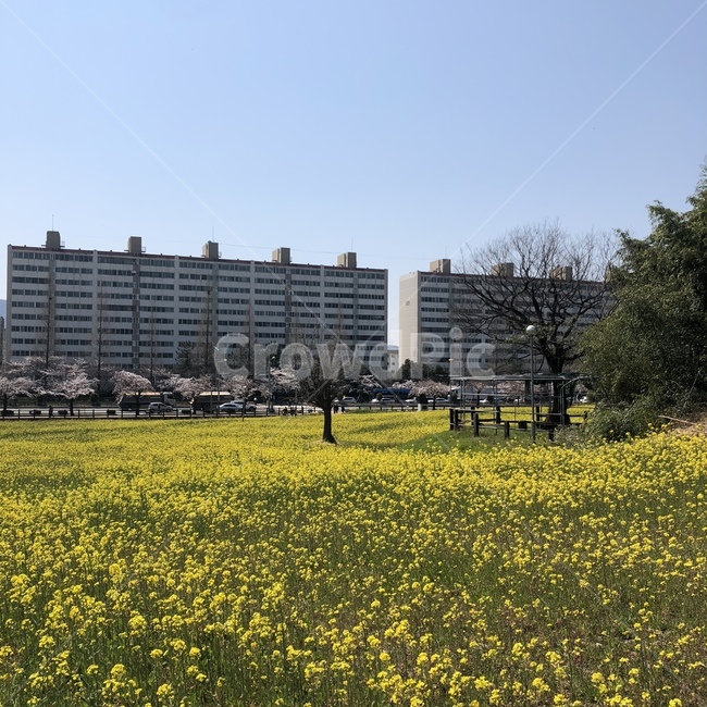 들,목초지,옥외,자연,농촌,meadow,farm