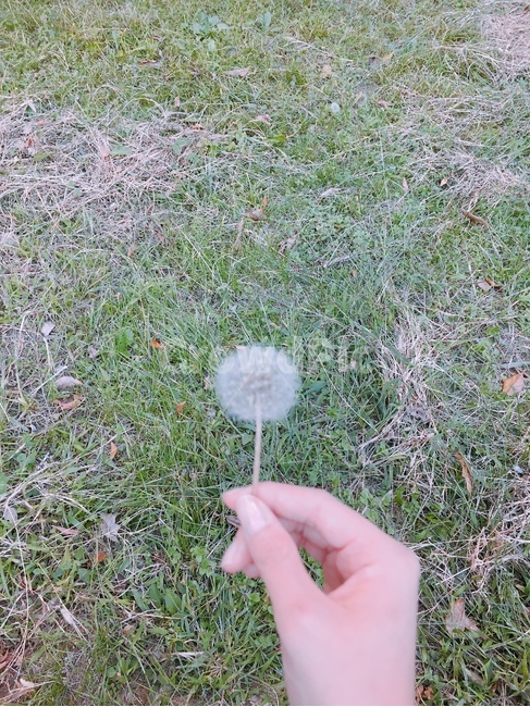 민들레,봄,잔디,손,따뜻한,길가다가,한컷,식물,자연,plants,nature,꽃,flower