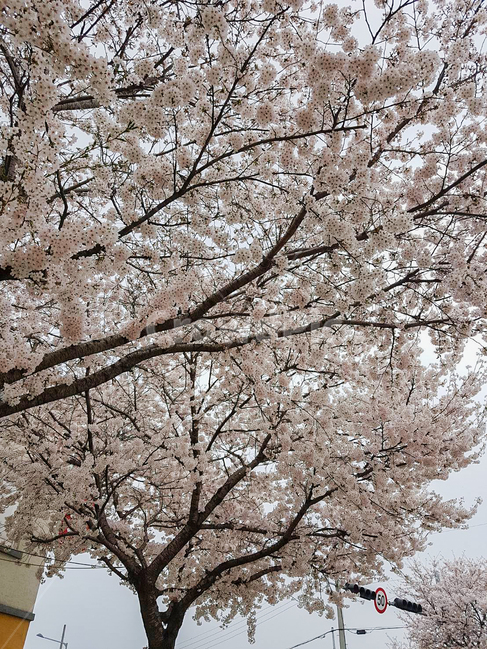 봄,spring,벗꽃,꽃,계절,나무,만개,자연,nature,plant,봄,계절,spring,season,식물,자연,plants,nature,꽃,flower,나무,trees,wood,plant,blossom,cherry blossom,벚꽃