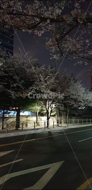 벚꽃,야간,지하철,감성,조명,밤거리,산책,텅빈거리,심야,야경,밤,풍경,nightscape,night,landscape,asphalt,아스팔트,road,도로