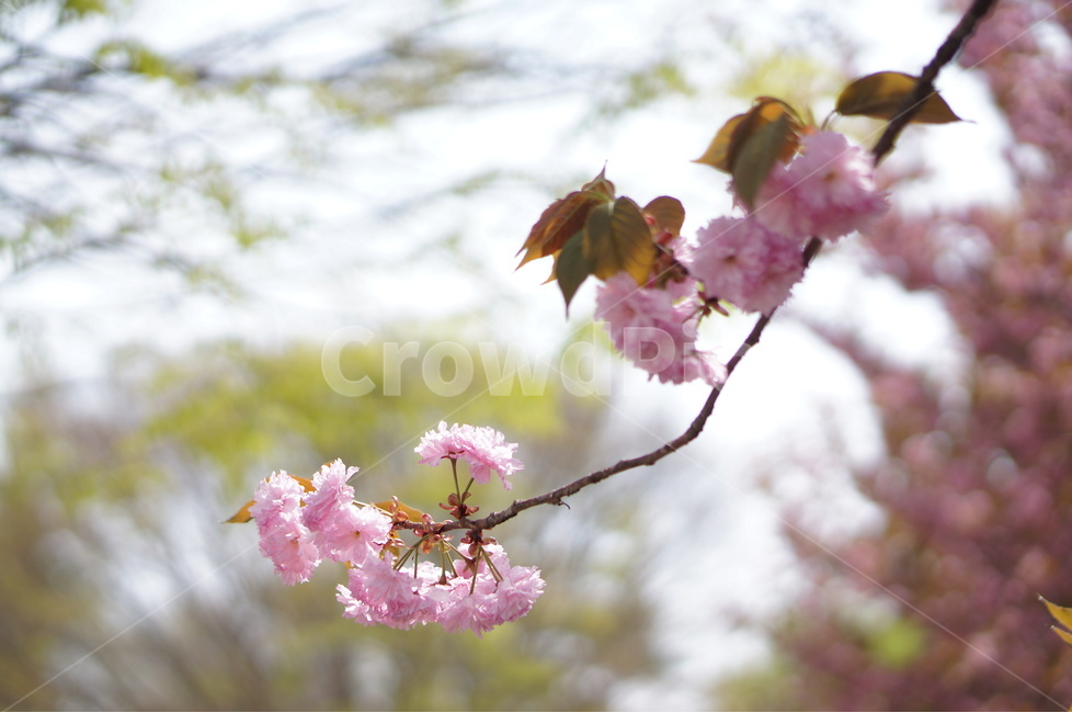 왕벚꽃,겹벚꽃,봄,풍경,핑크,나무,봄,계절,spring,season,식물,자연,plants,nature,꽃,flower,plant,blossom
