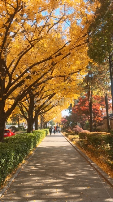 가을,구름,낙옆,단풍,길,가을,계절,fall,autumn,season,사람들,대중,군중,other people,crowd,tree,나무,plant,식물