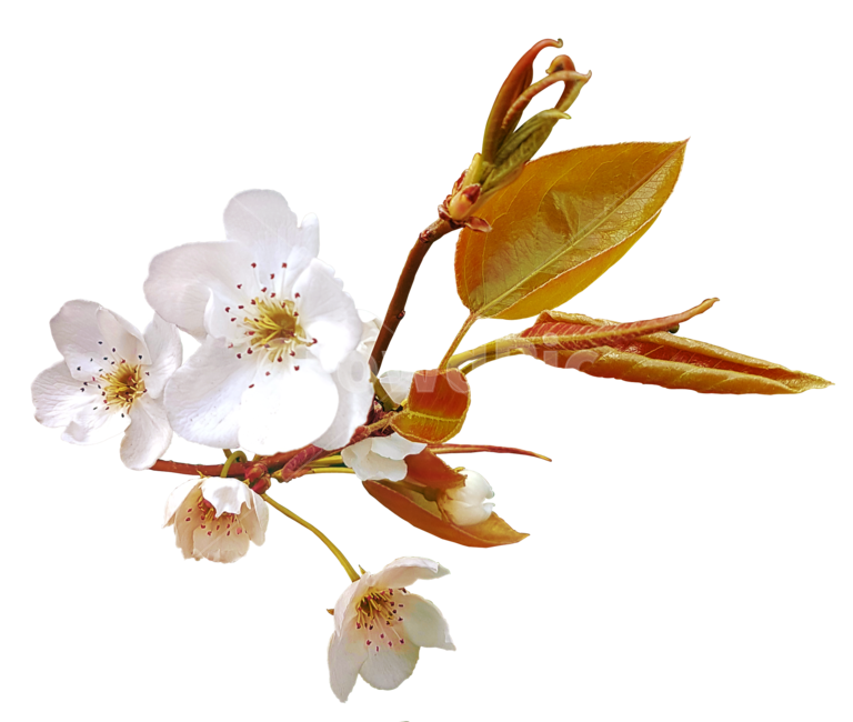 살구꽃,투명배경,꽃,가지,봄,png,봄꽃,apricotblossoms,spring,flowers,branch,flower,누끼,꽃,flower,누끼,remove background