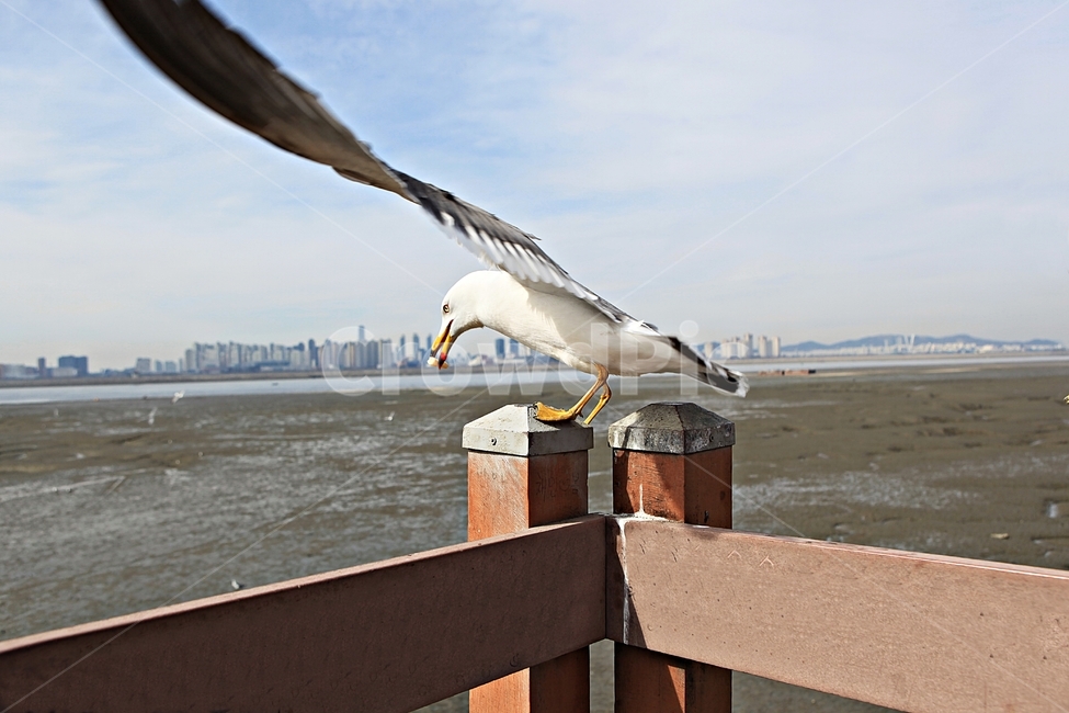 갈매기,새,조류,풍경,배경,자연,풍광,하늘,동물,animal,조류,새,birds