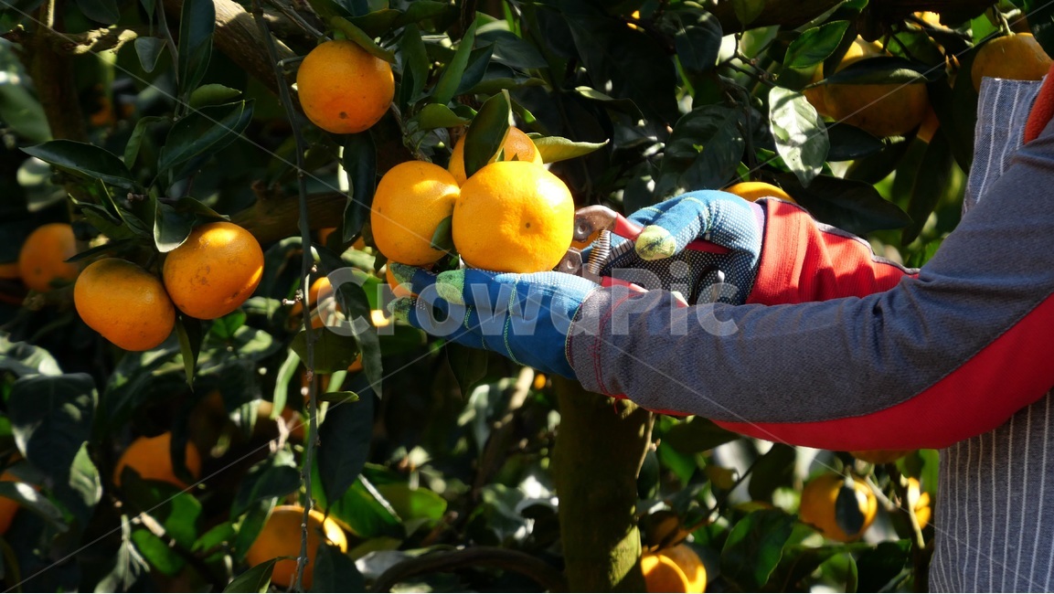 귤,감귤,감귤류과일,과일,제주도,food,음식,주황색,citrusfruit,과일,열매,fruit