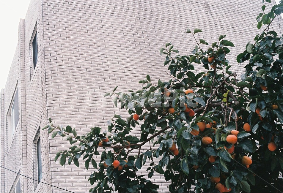 감,감나무,나무,과일,가을,식물,건물,조경,필름사진,필름,가을,계절,fall,autumn,season,식물,자연,plants,nature,나무,trees,wood,과일,열매,fruit,plant,food,음식,persimmon