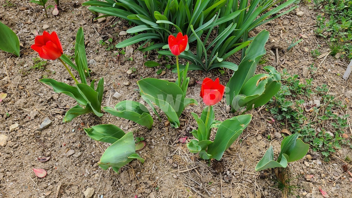 꽃,flower,봄,봄꽃,들꽃,야생화,plant,식물,blossom,튤립,빨간,빨간꽃