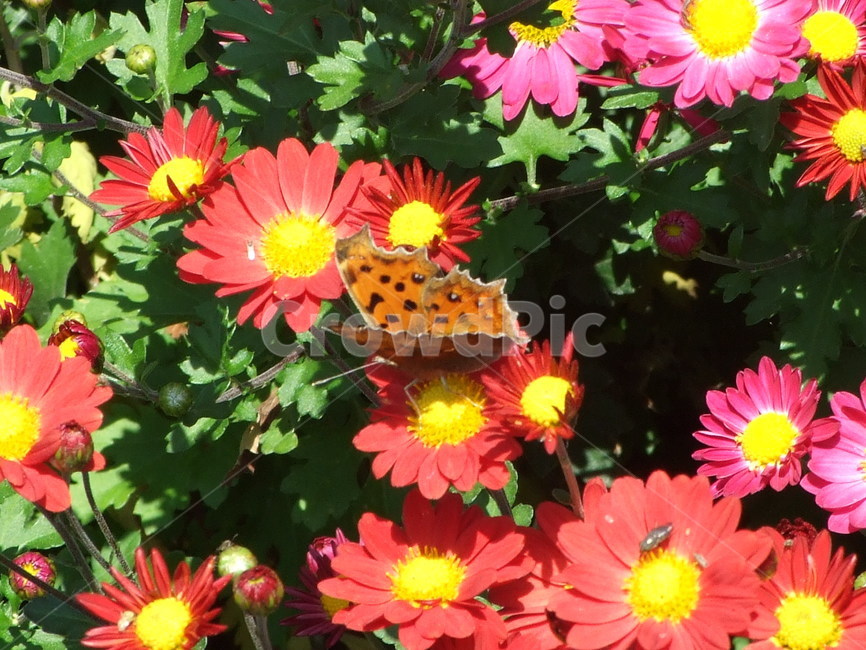 꽃,곤충,식물,여름,summer,식물,자연,plants,nature,꽃,flower