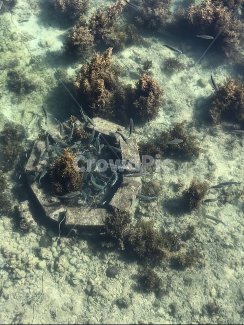 암초,reef,산호초,coralreef,sealife,ocean,sea,바다,물고기,맑은바다