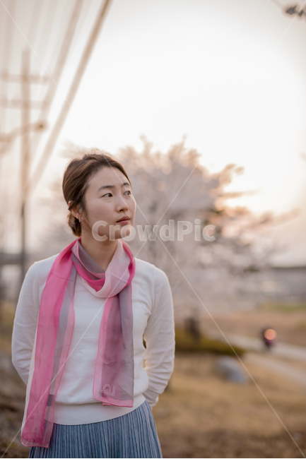 봄,벚꽃,벚꽃나무,봄꽃,blossom,노을,스카프