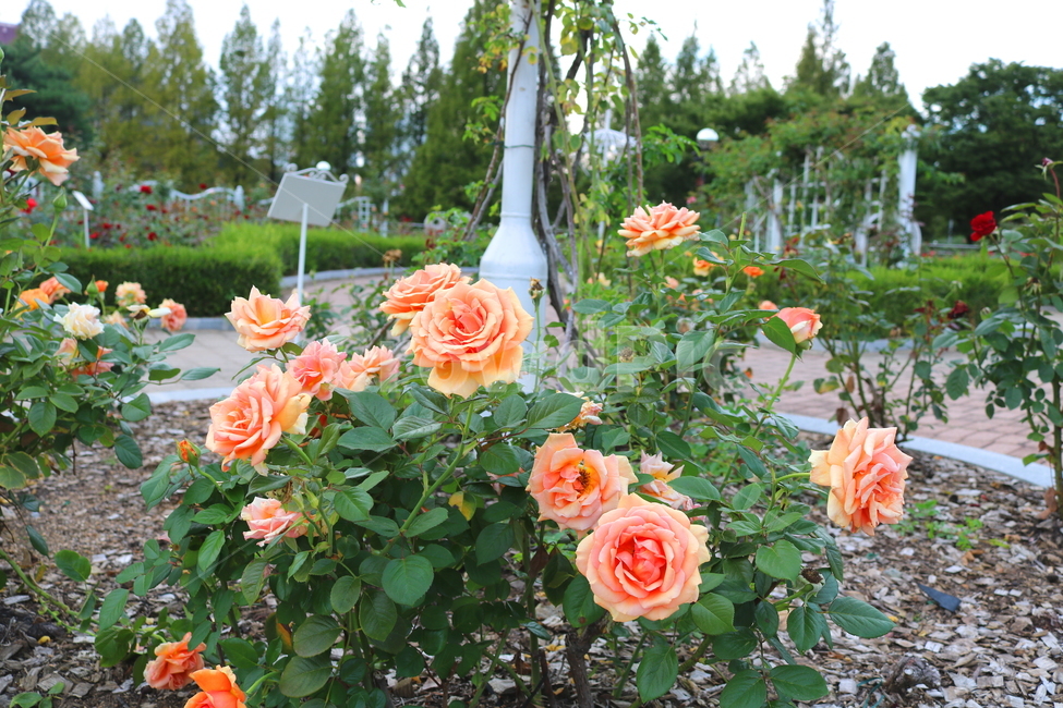 장미,장미꽃,꽃,식물,자연,맛쯔리,원예,관상용,식물,자연,plants,nature,꽃,flower