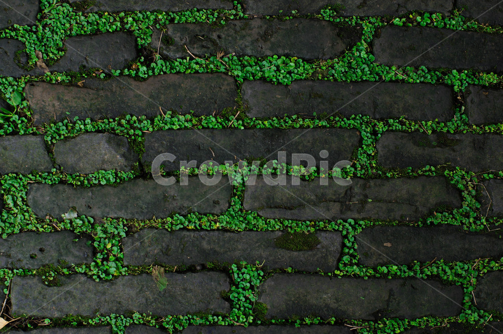 이끼,돌바닦,이끼바닦,돌이끼,ston,텍스처,질감,패턴,texture,pattern