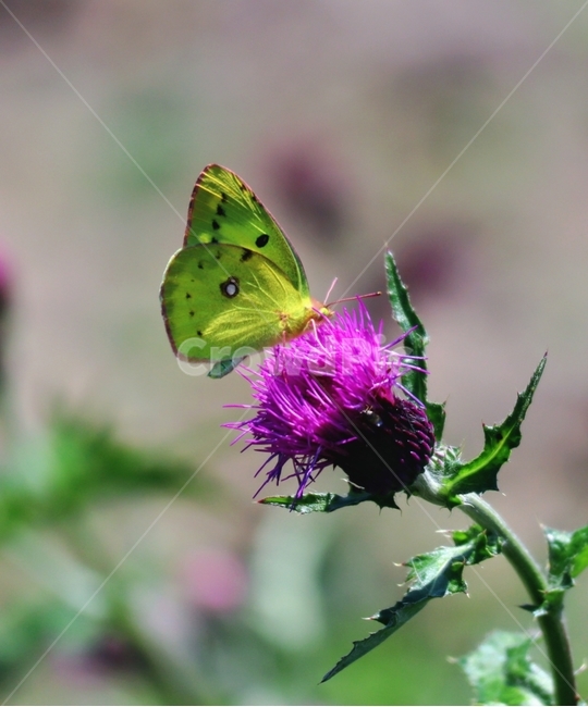 엉겅퀴,나비,봄,자연,빛,식물,자연,plants,nature,꽃,flower,동물,animal,곤충,벌레,insect,bug