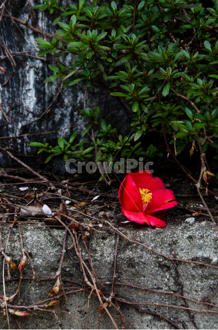 동백,꽃,낙화,벽,나무,camellia,flower,falling,wall,tree,빨간,빨강,자연,natural,red,green
