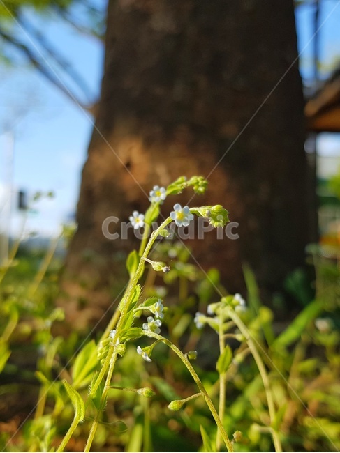 꽃,야생화,흰꽃,풓,봄,새싹,식물,자연,plants,nature