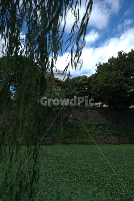 tree,나무,plant,식물,일본,도쿄,호수