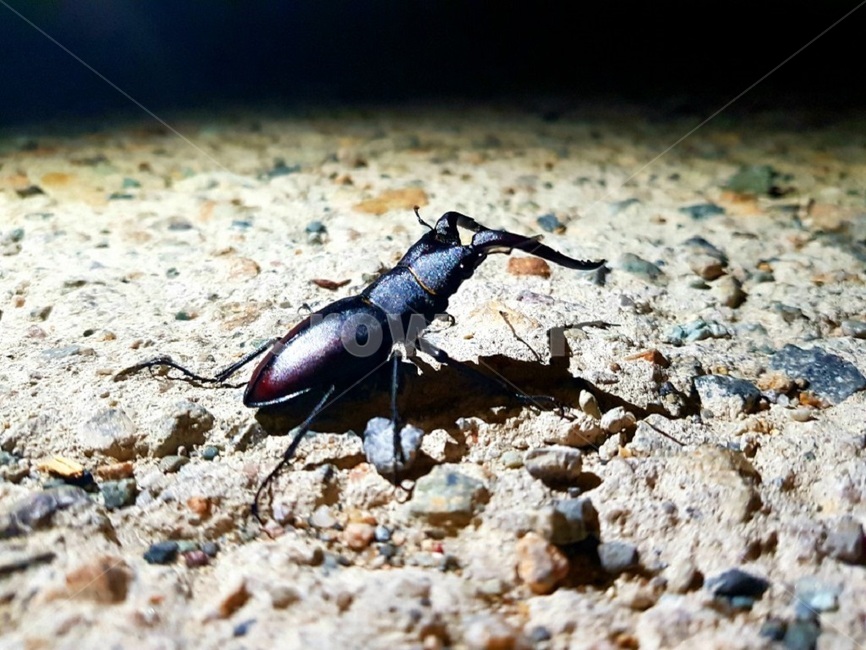 사슴벌레,곤충,벌레,insect,bug,성충,집게벌레,동물,animal,곤충,벌레,insect,bug