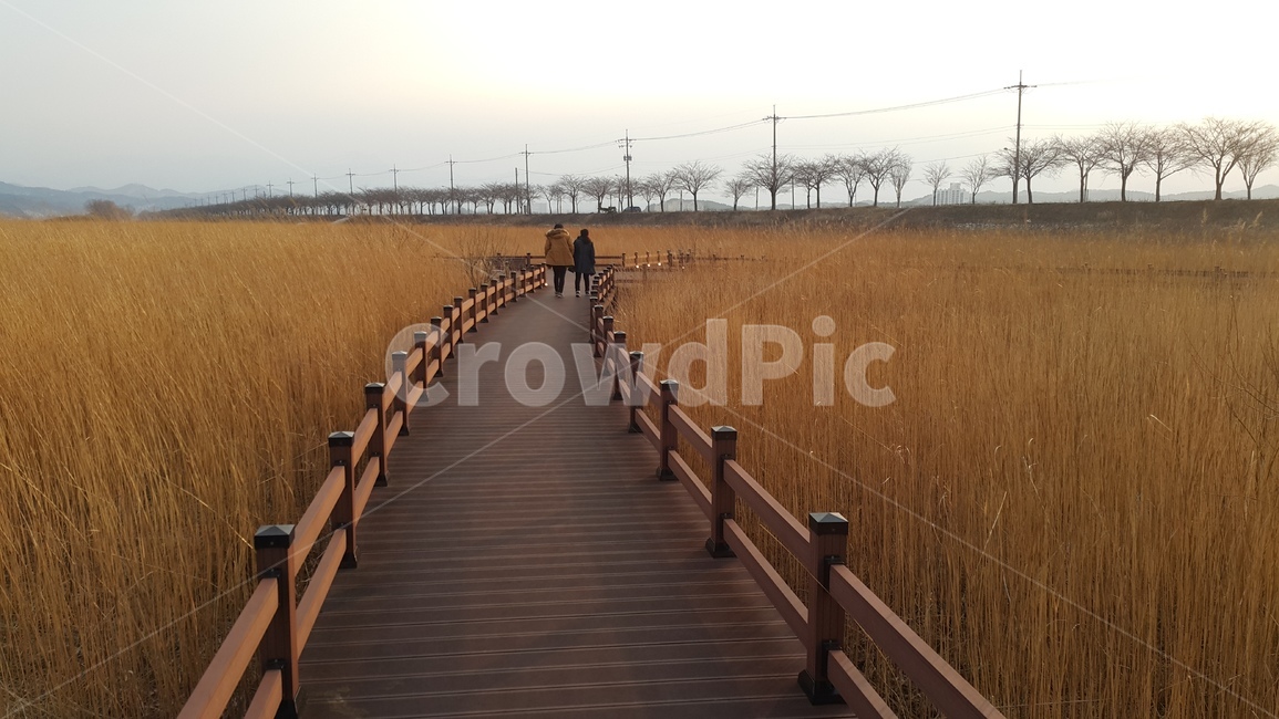 양양,갈대숲,모녀,뒷모습,여자,여자둘