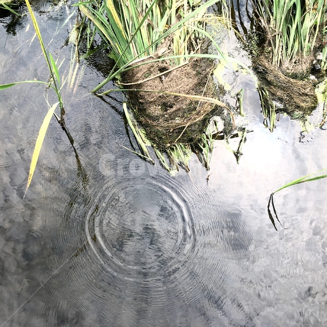 water,물,land,자연,nature,개울,하천,하늘,반영