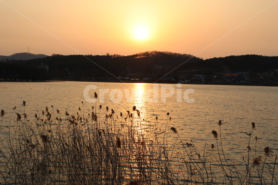 일몰,호수,저수지,노을,갈대,물,감성,감성사진,sunset,강가,식물,자연,풍경,nature,landscape,한국자연풍경,한국자연경관,korea nature landscape,grass,잔디,plant,sunlight,햇빛,animal,동물,bird,새
