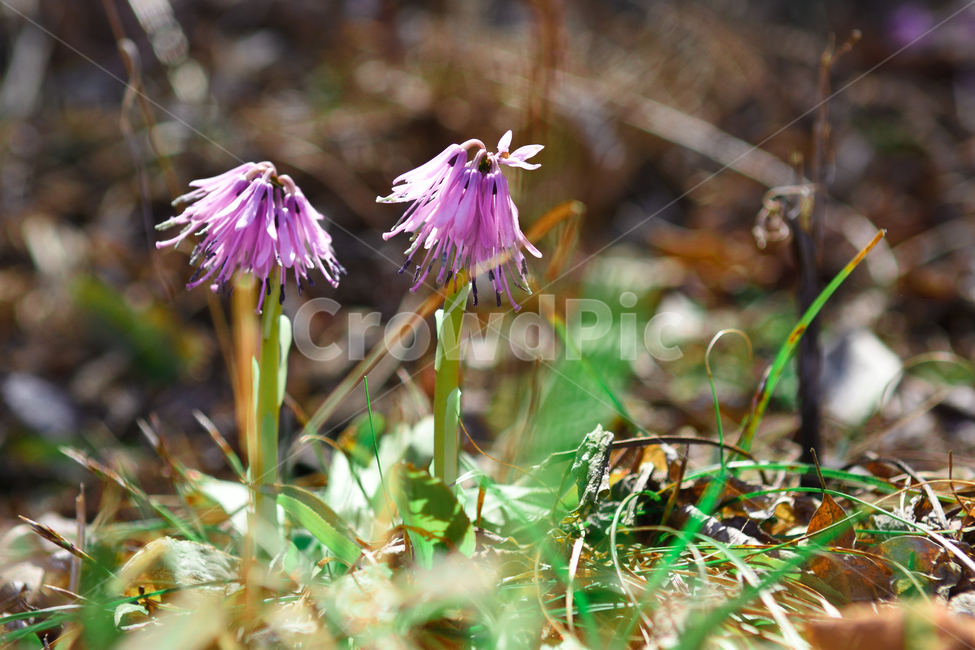꽃,야생화,식물,자연,숲,초록,봄,forest,flower