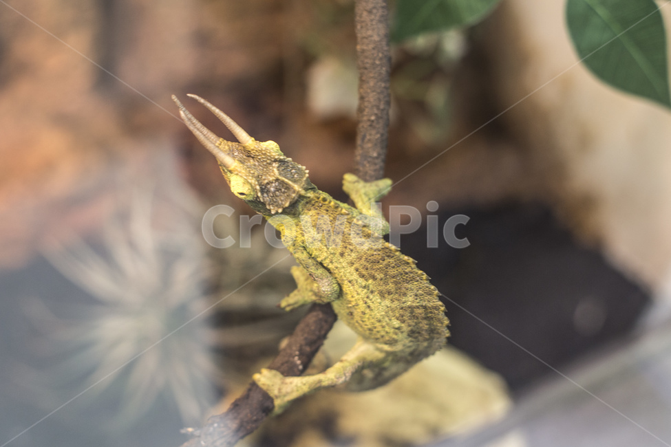 도마뱀,파충류,양서류,동물원,동물,동물,animal,파충류,양서류,reptile,amphibian