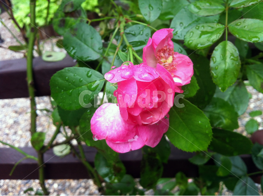 장미,이슬,물방울,꽃,로즈,잎사귀,나무,꽃나무,leaf,rose,red,flower,정원,garden,식물,자연,plants,nature,꽃,flower