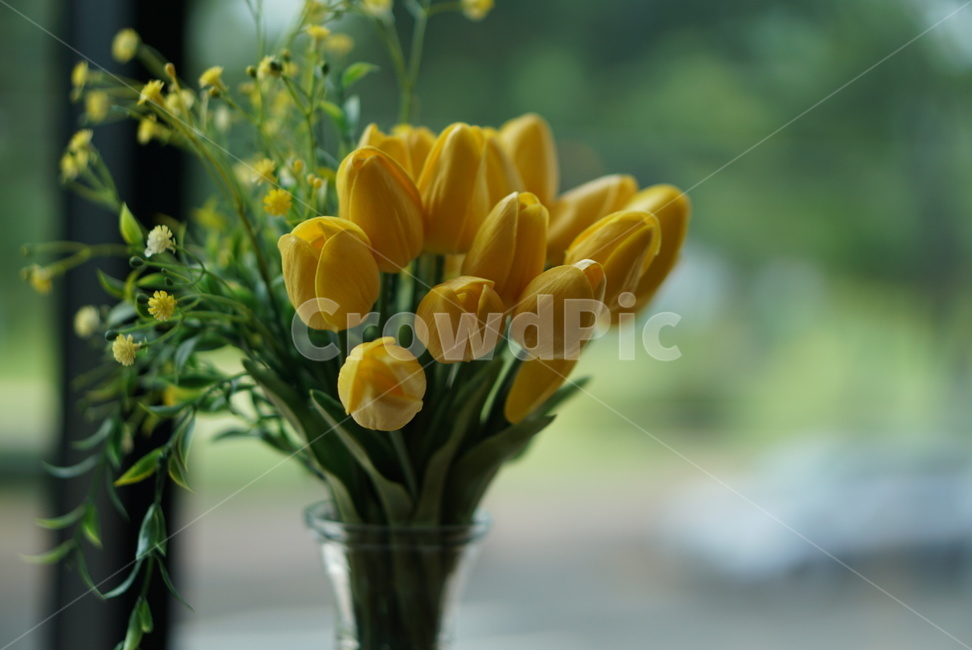 꽃,조화,생화,노란꽃,카페