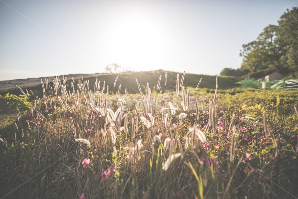 태양,햇살,햇빛,들판,노을,일몰,강아지풀,자연,Mackerel,sun,sunshine,field,sunset,nature,식물,자연,plants,nature,감성,sensible,feeling,휴식,힐링,rest,relaxation,healing
