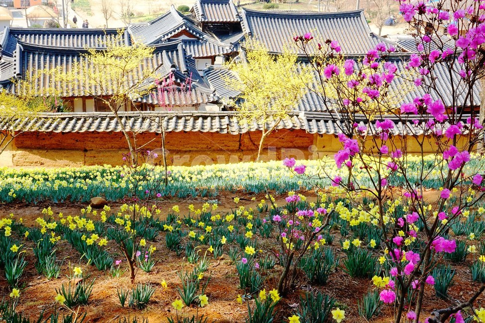 수선화,고택,봄,서산,산수유,봄,계절,spring,season,한국전통,한국문화,korean traditional,korean culture