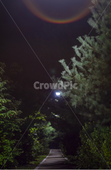 tree,나무,자연,outdoors,밤길,어두움,어둠,감성,감성사진,느낌,플레어