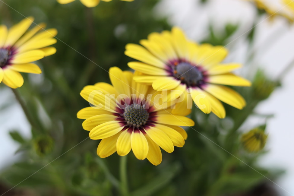 plant,식물,flower,꽃,blossom