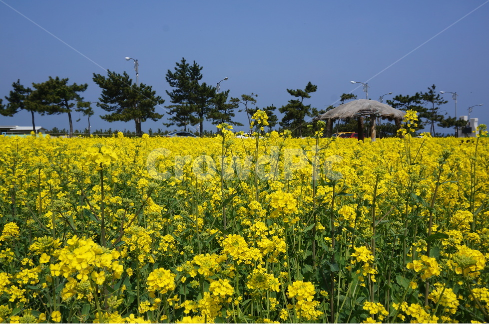 유채꽃,꽃,노란꽃,봄,봄꽃,봄,계절,spring,season,자연,풍경,nature,landscape,식물,plants,꽃,flower,outdoors,옥외,field,들,grassland,목초지,rural,농촌,farm,농장,meadow