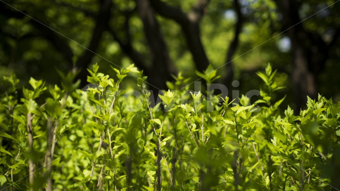 자연,길,나무,선유도공원,푸른,하늘,공원,휴식,나뭇잎,잎,녹색,풍경,사진숲,nature,tree,trees,park,blue,sky,emo,landscape,way,green,photography,휴식,힐링,rest,relaxation,healing,식물,자연,plants,nature